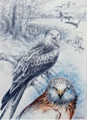 Elaine Franks Artwork - Original Picture In Watercolour And Pencil - 'Comeback Kite - Prelim. Sketches'